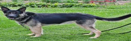 German Shepherd dogs for sale: Thomas - Ad 5
