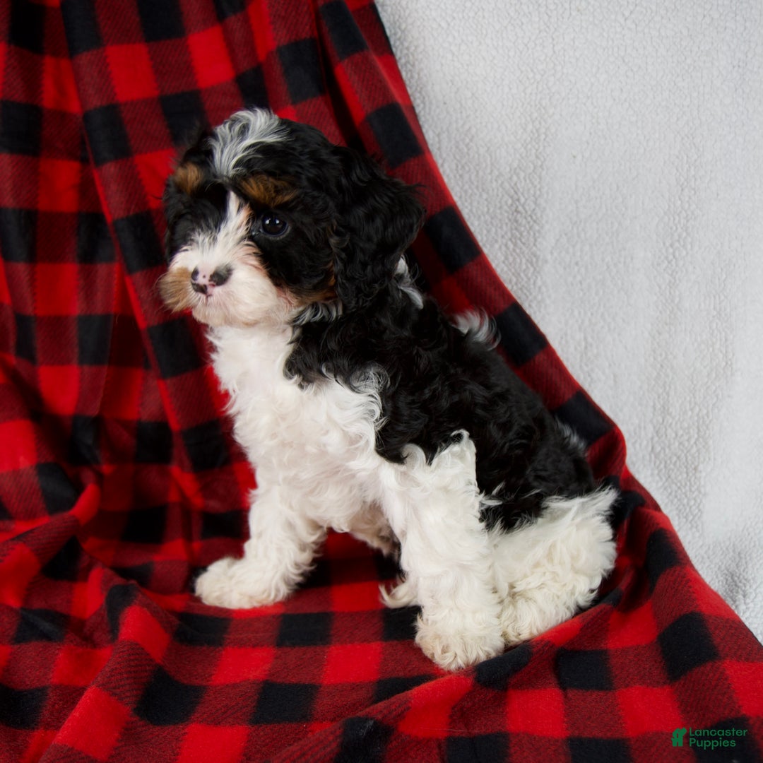 Cavapoo dogs for sale: Evie - Ad 7