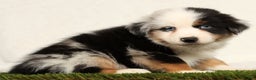 Miniature Australian Shepherd dogs for sale: Dexter - Ad 8