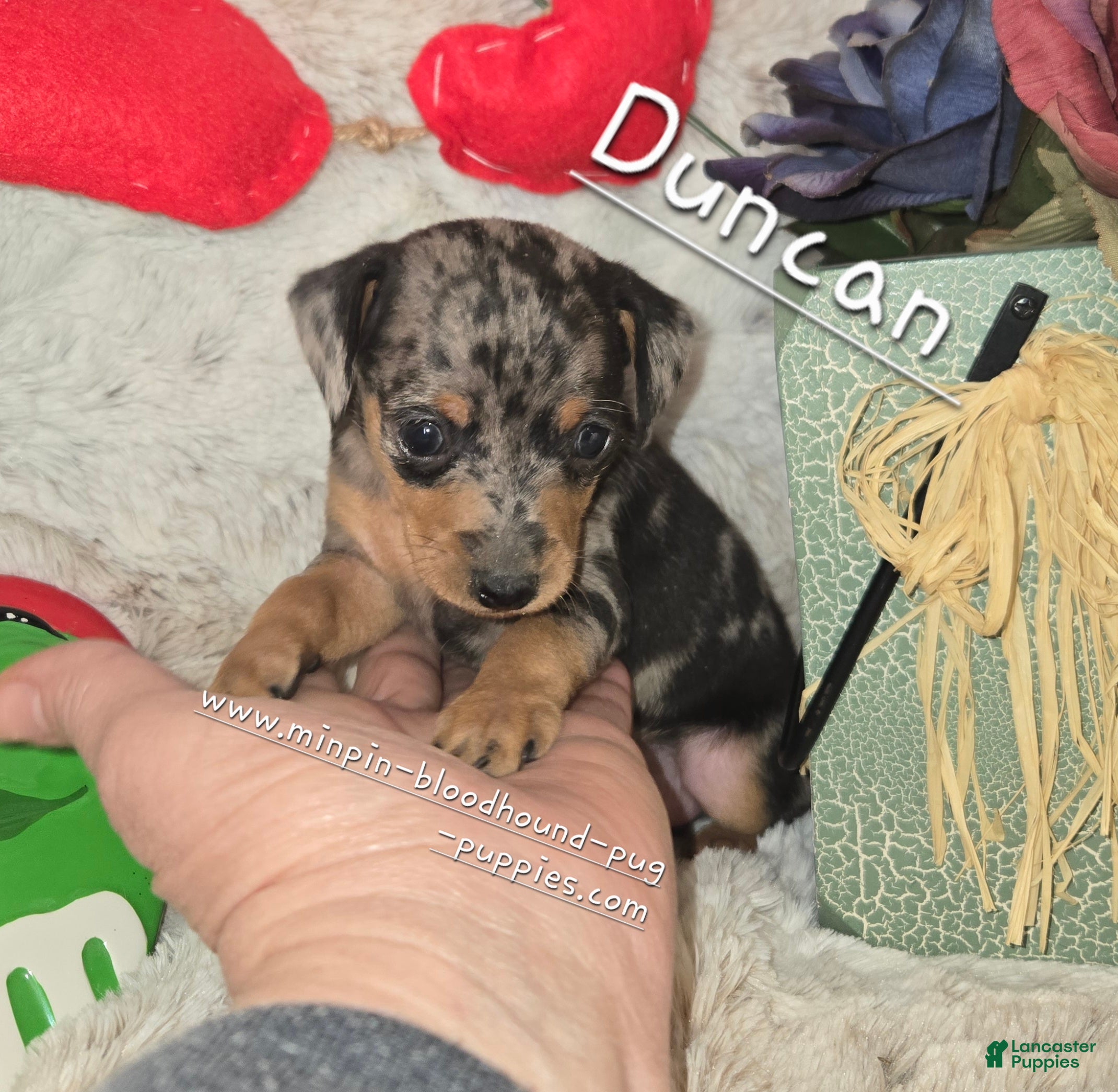 Miniature Pinscher dogs Duncan - Ad 6