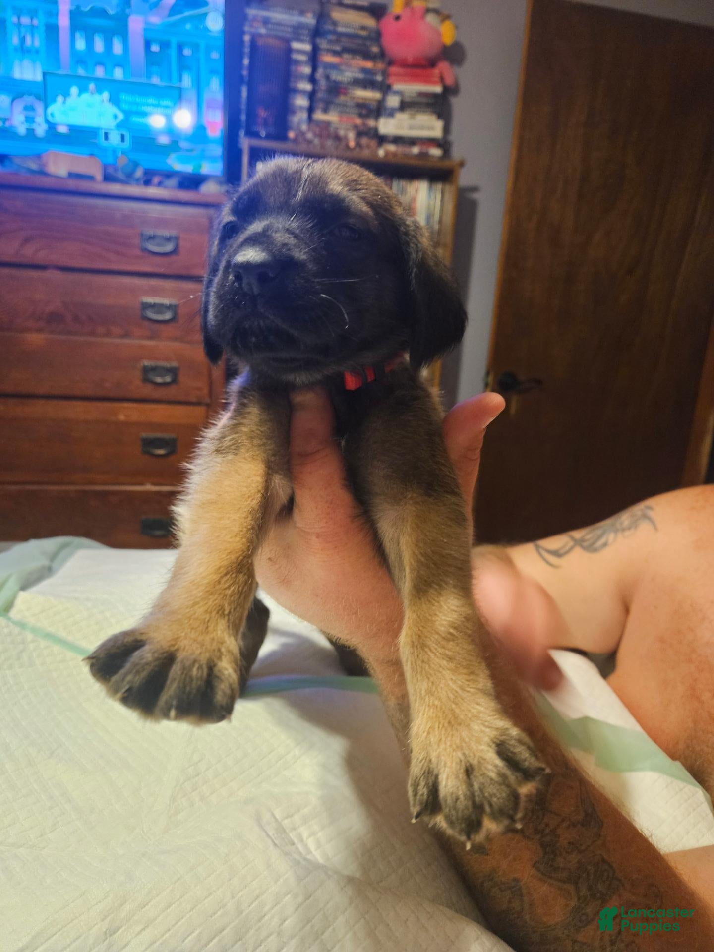 English Mastiff dogs English Mastiff 5 - Ad 31