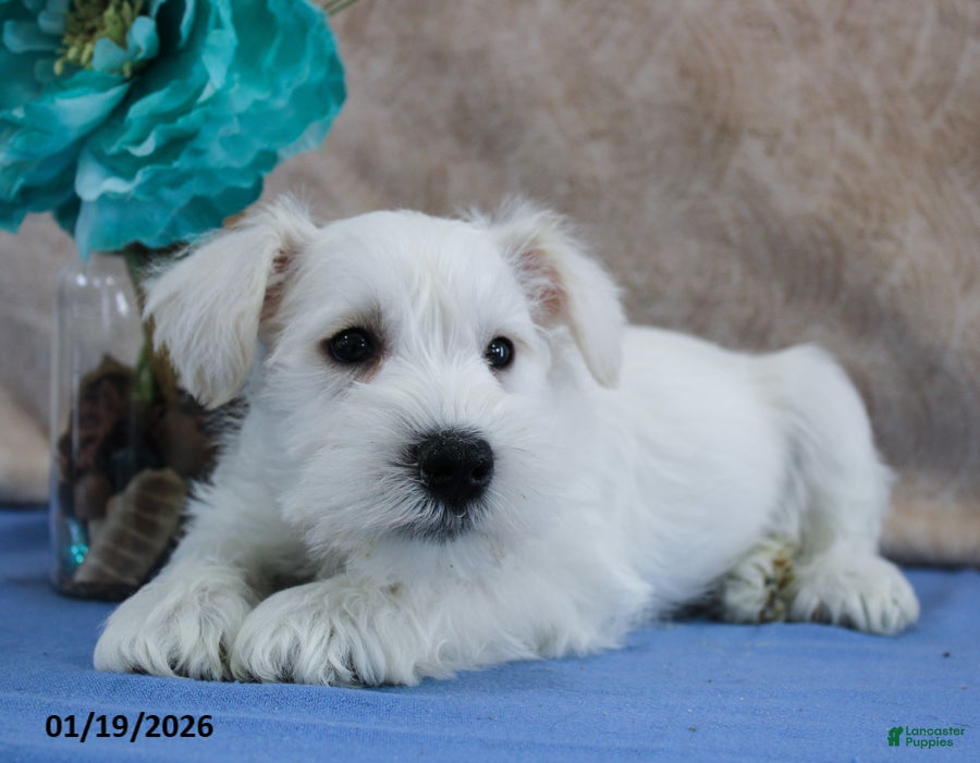 Miniature Schnauzer dogs Quincey - Ad 2