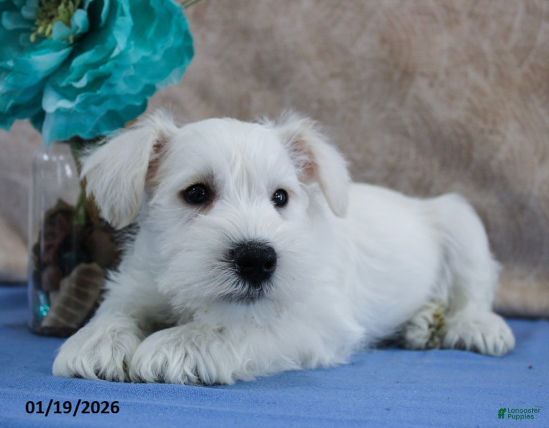 Miniature Schnauzer dogs for sale: Quincey - Ad 2