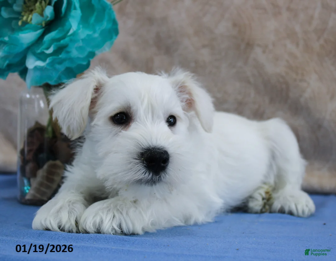 Miniature Schnauzer dogs for sale: Quincey - Ad 2