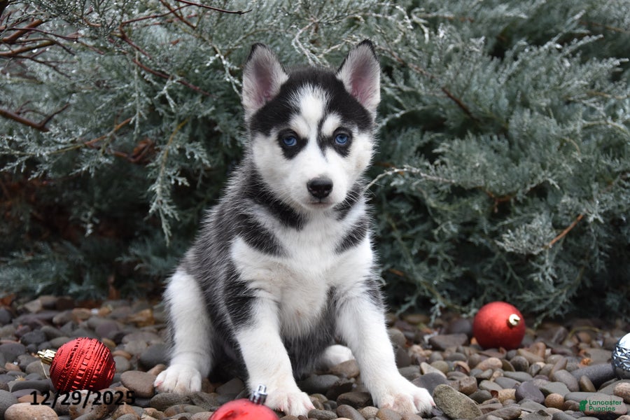 Siberian Husky dogs Flicka - Ad 2