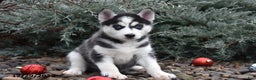 Siberian Husky dogs for sale: Flicka - Ad 2