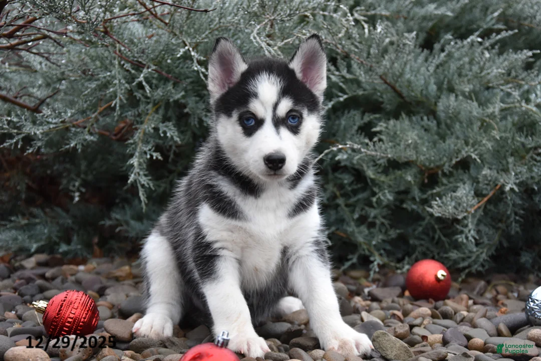 Siberian Husky dogs for sale: Flicka - Ad 2