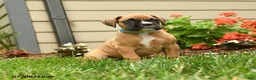Boxer dogs for sale: Sal T - Ad 3