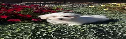 Coton De Tulear dogs for sale: Chester  - Ad 1