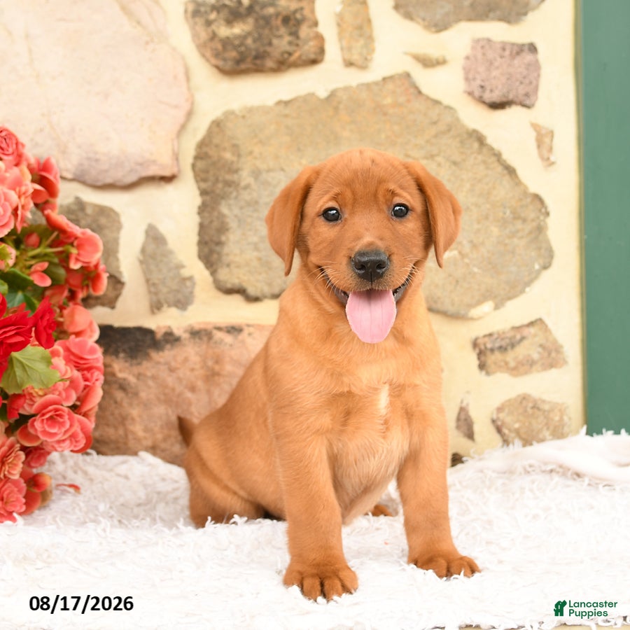 Labrador Retriever dogs Fawn - Ad 2