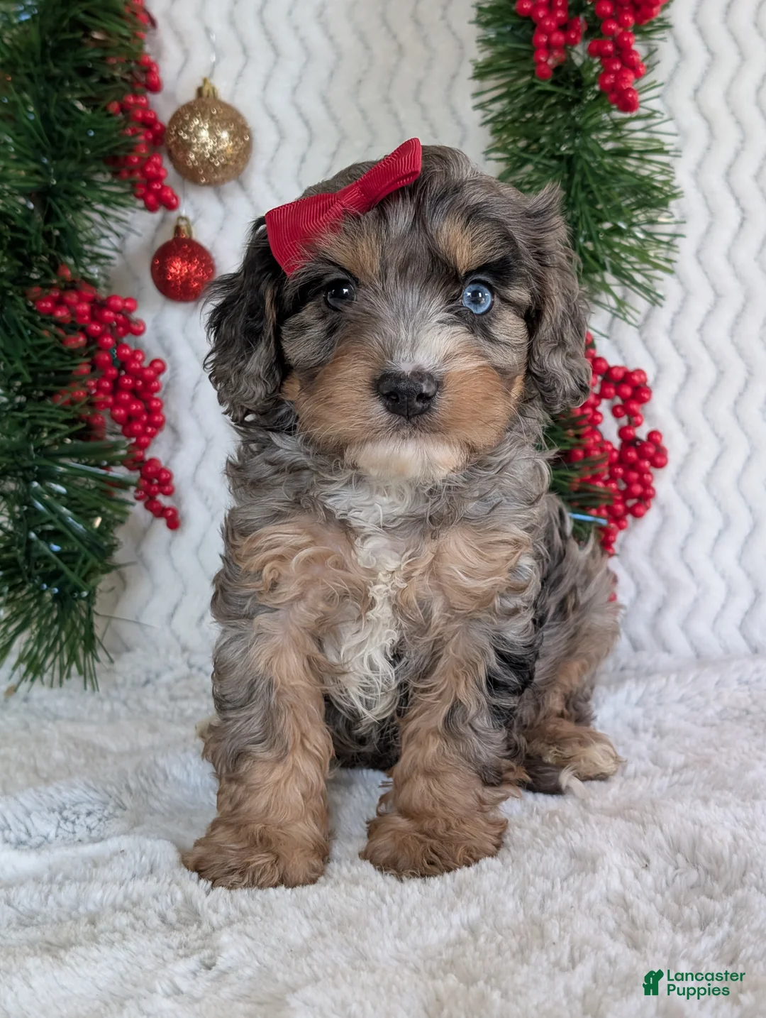 Cavapoo dogs for sale: Nemo - Ad 5