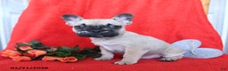 French Bulldog dogs for sale: Bruiser - Ad 2