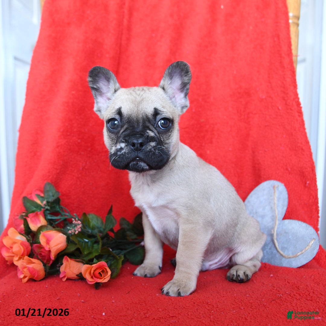 French Bulldog dogs for sale: Bruiser - Ad 2