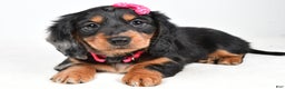 Miniature Dachshund dogs for sale: Karma - Ad 1