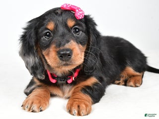 Miniature Dachshund dogs Karma - Ad 33