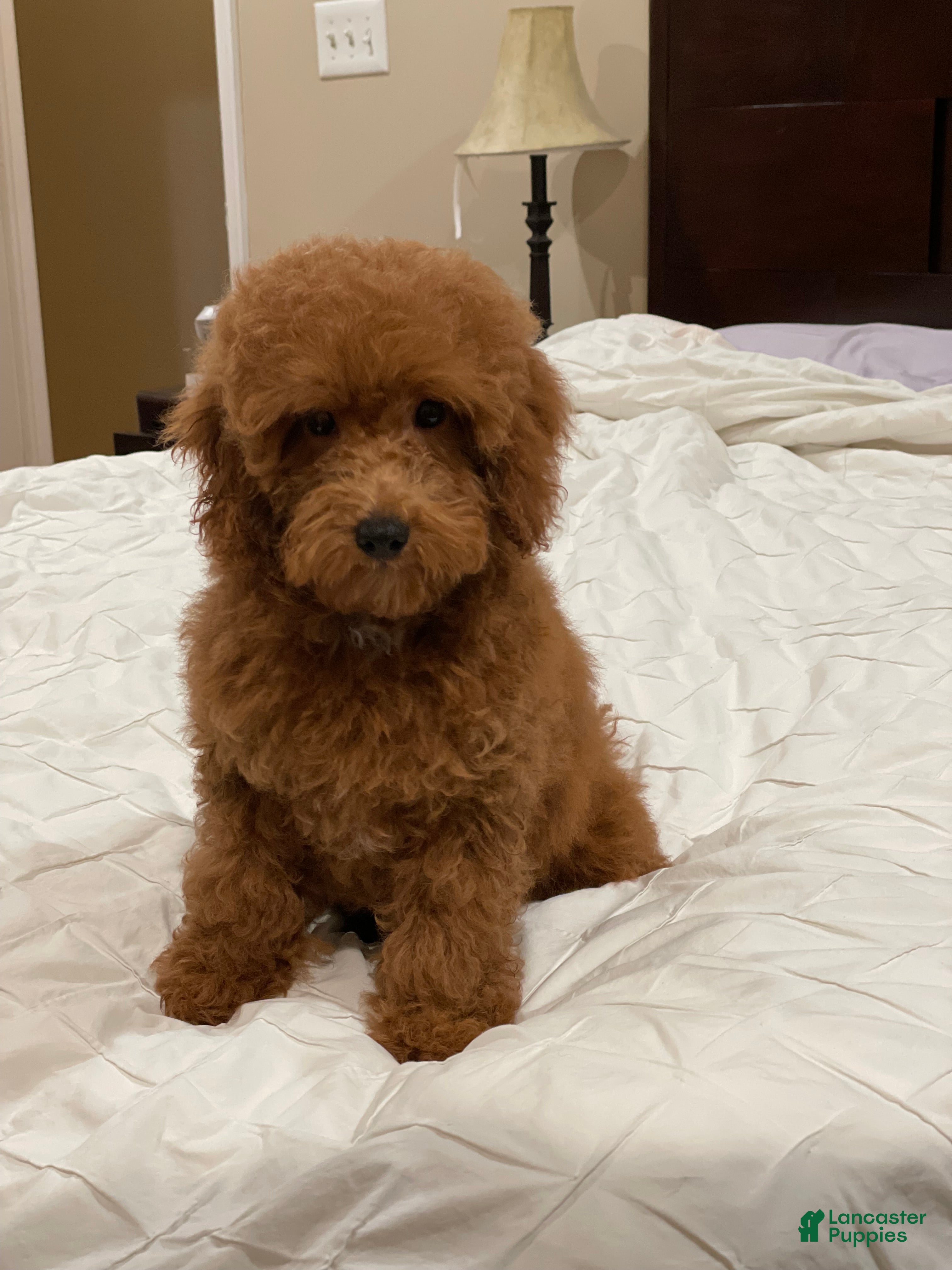 Toy Poodle dogs Clifford - Ad 15
