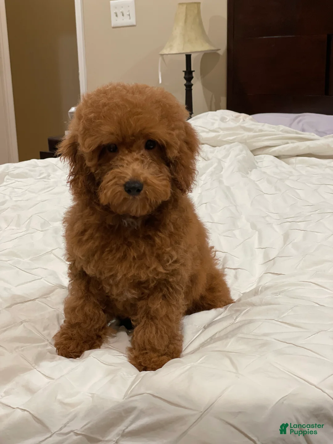 Toy Poodle dogs for sale: Clifford - Ad 1