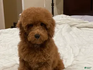 Toy Poodle dogs Clifford - Ad 15