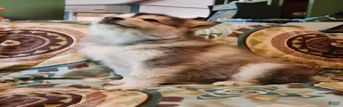 Alaskan Malamute Puppy 4
