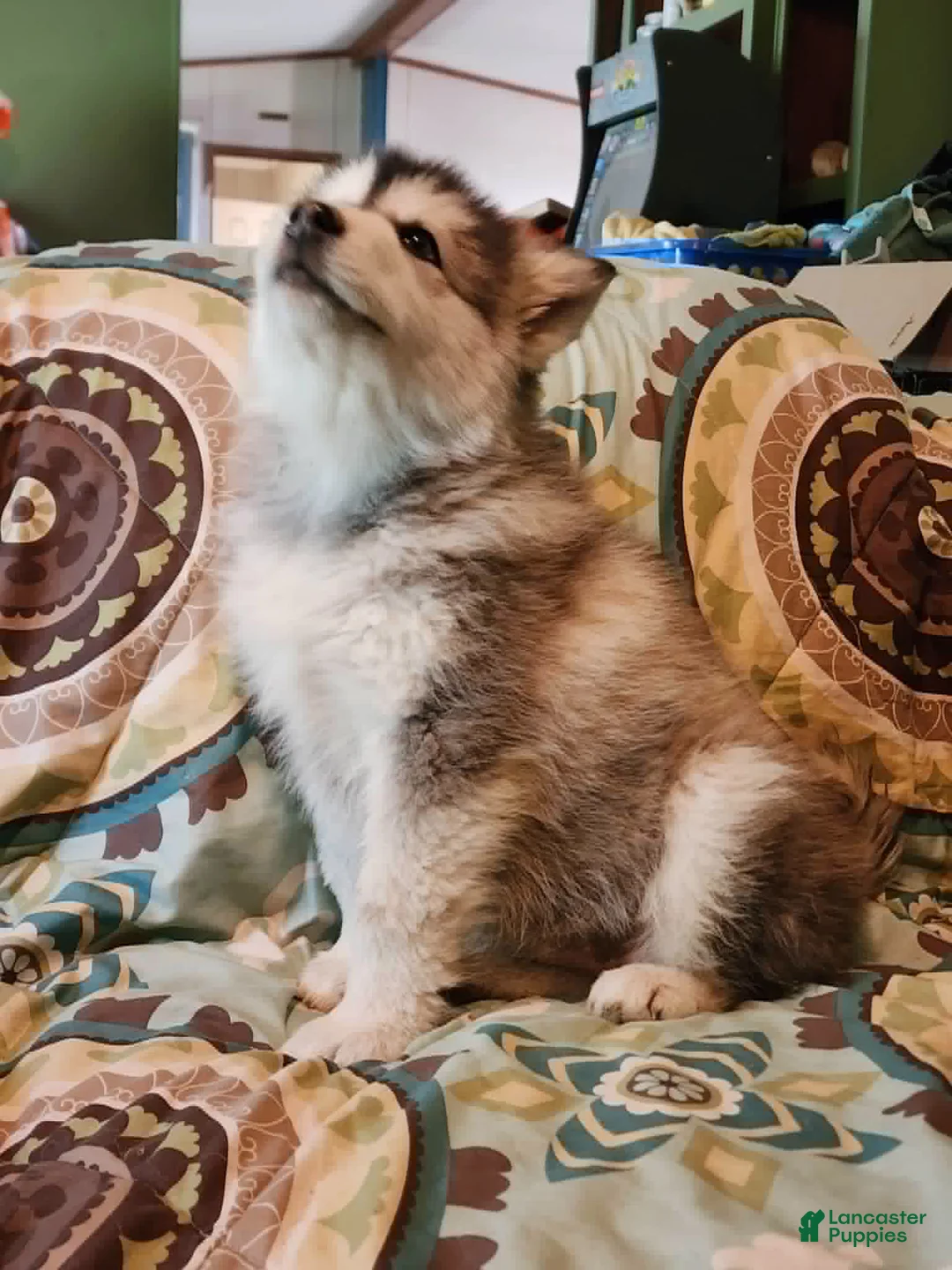 Alaskan Malamute dogs for sale: Alaskan Malamute Puppy 4 - Ad 1