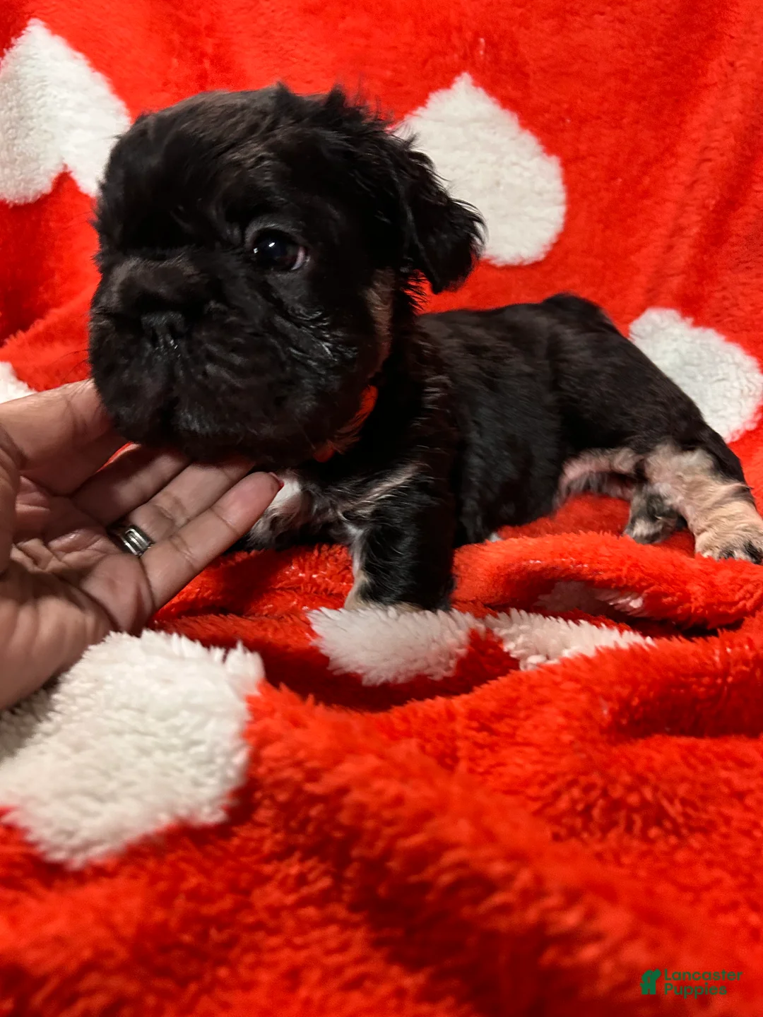 French Bulldog dogs for sale: Milo - Ad 3