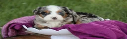 Mini Bernedoodle dogs for sale: Maya Mini Bernedoodle  - Ad 11