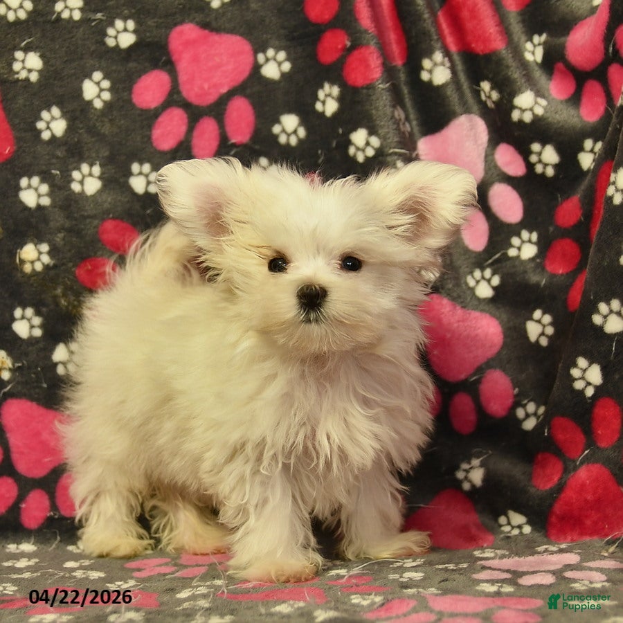 Maltese dogs Toby - Ad 1