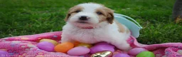 Goldendoodle dogs for sale: Miss Red - Ad 2