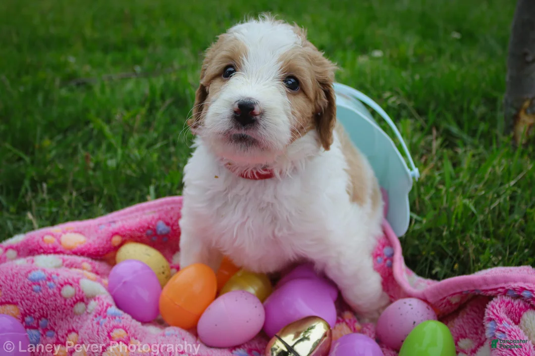 Goldendoodle dogs for sale: Miss Red - Ad 2