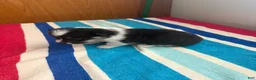 Welsh Corgi Pembroke dogs for sale: Duke - Ad 4