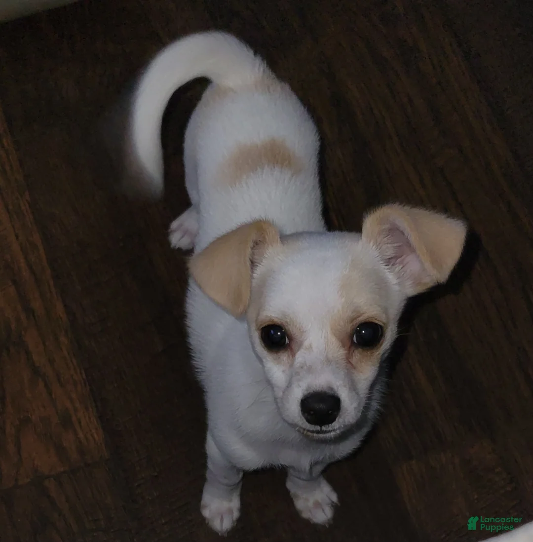 Chiweenie dogs for sale: Benjamin "Benji" - Ad 2
