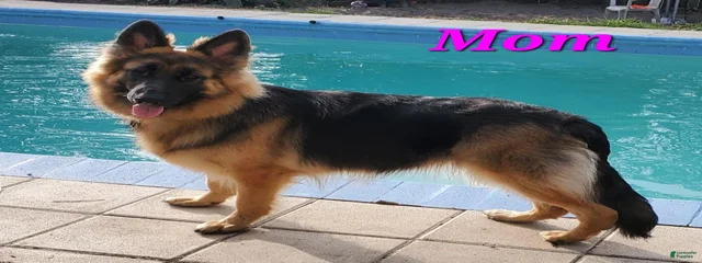 Gayleezy