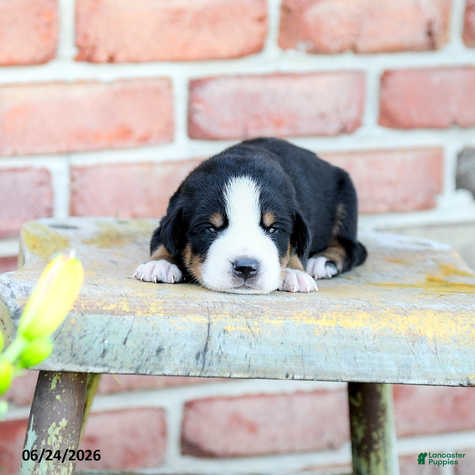 Greater Swiss Mountain Dog dogs Andreas - Ad 2