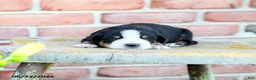 Greater Swiss Mountain Dog dogs for sale: Andreas - Ad 2