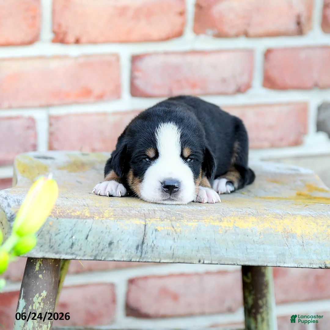 Greater Swiss Mountain Dog dogs for sale: Andreas - Ad 2