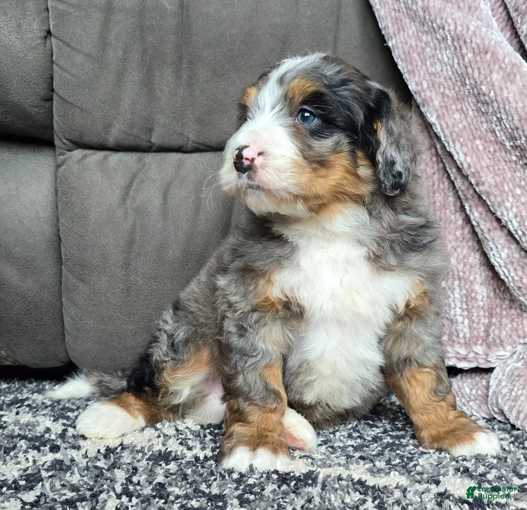Mini Bernedoodle dogs for sale: Mini Chief - Ad 18