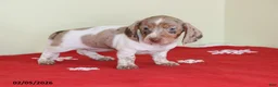 Miniature Dachshund dogs for sale: Bella   - Ad 3