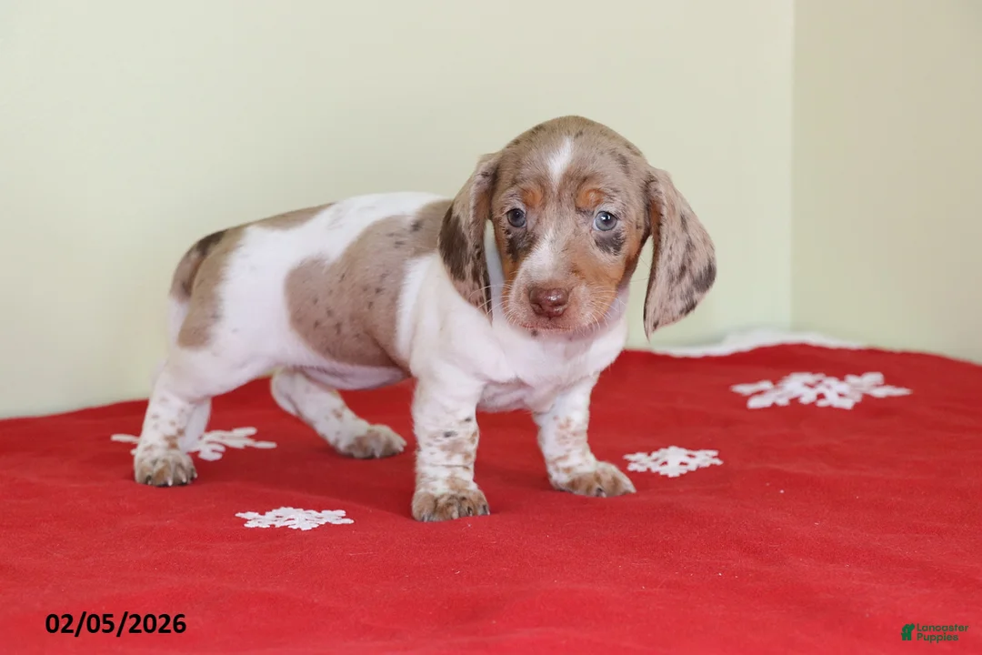Miniature Dachshund dogs for sale: Bella   - Ad 3