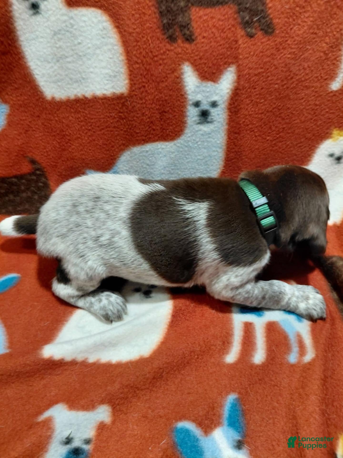German Shorthaired Pointer dogs Hyde - Ad 31
