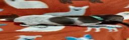 German Shorthaired Pointer dogs for sale: Hyde - Ad 1