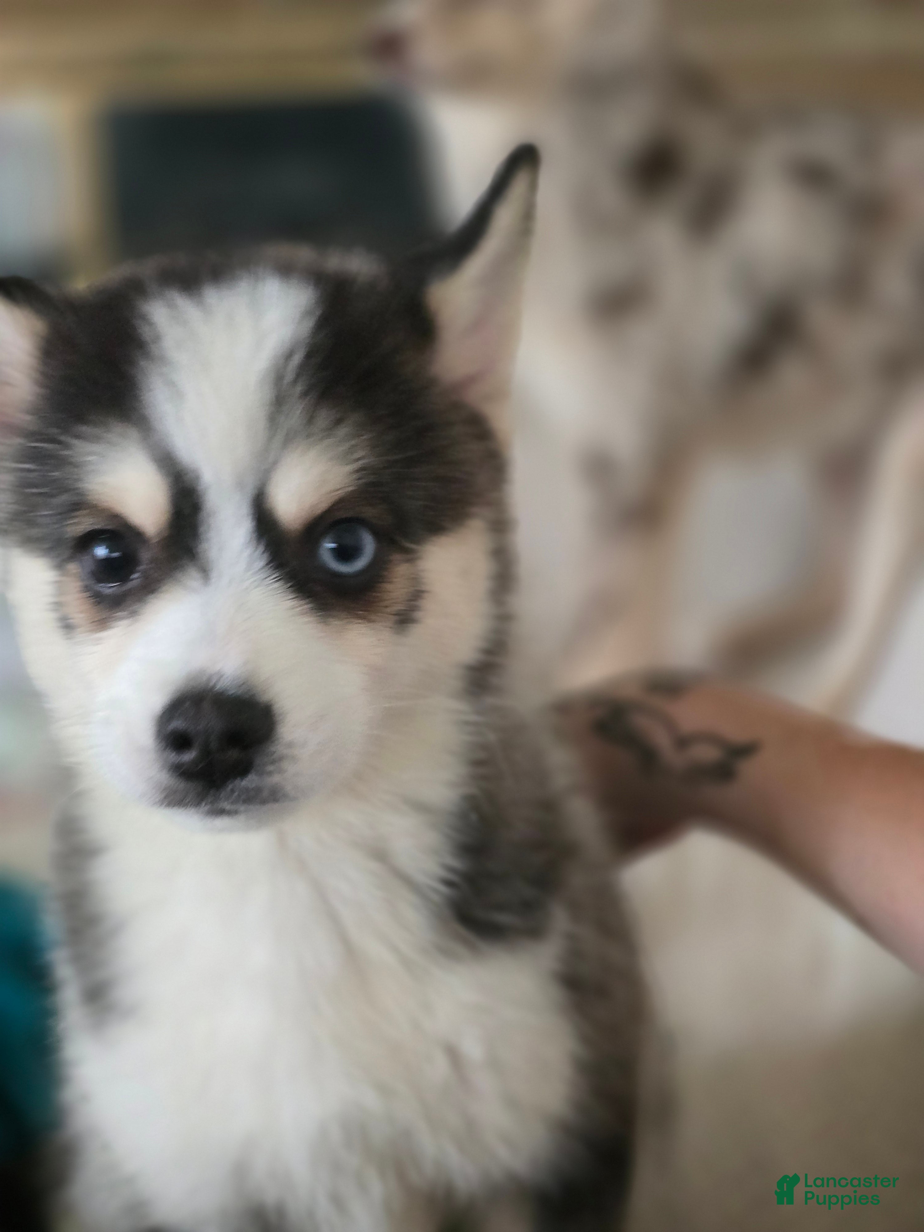 Pomsky dogs Draco  - Ad 3