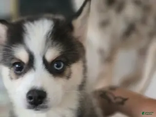 Pomsky dogs Draco - Ad 3