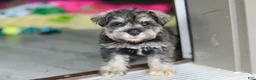 Miniature Schnauzer dogs for sale: Clementine - Ad 4