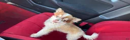 Chihuahua dogs for sale: Chihuahua 1 - Ad 8