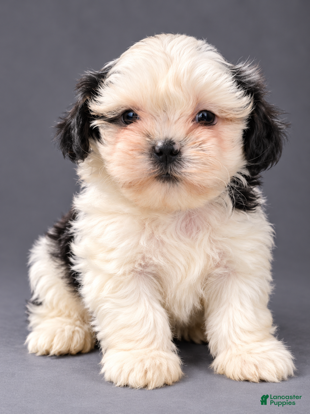 Shih Tzu dogs for sale: Ziggy - Ad 30