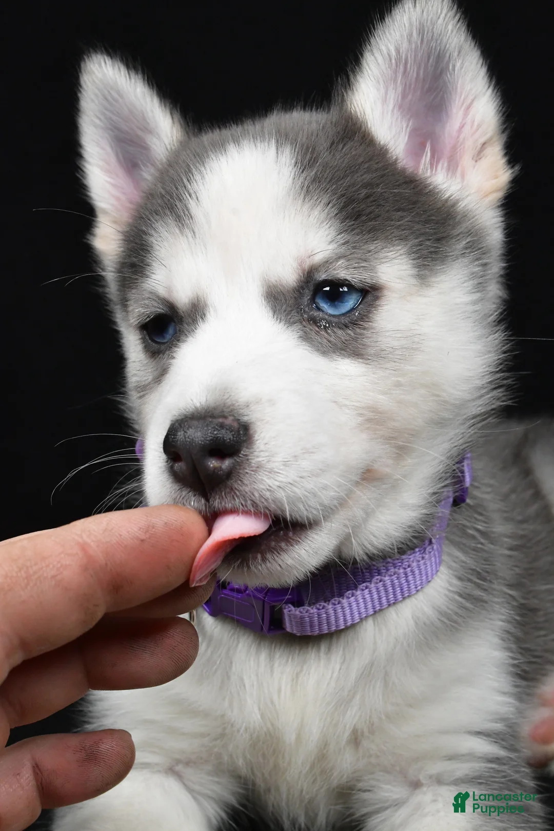 Pomsky dogs for sale: Tori - Ad 10