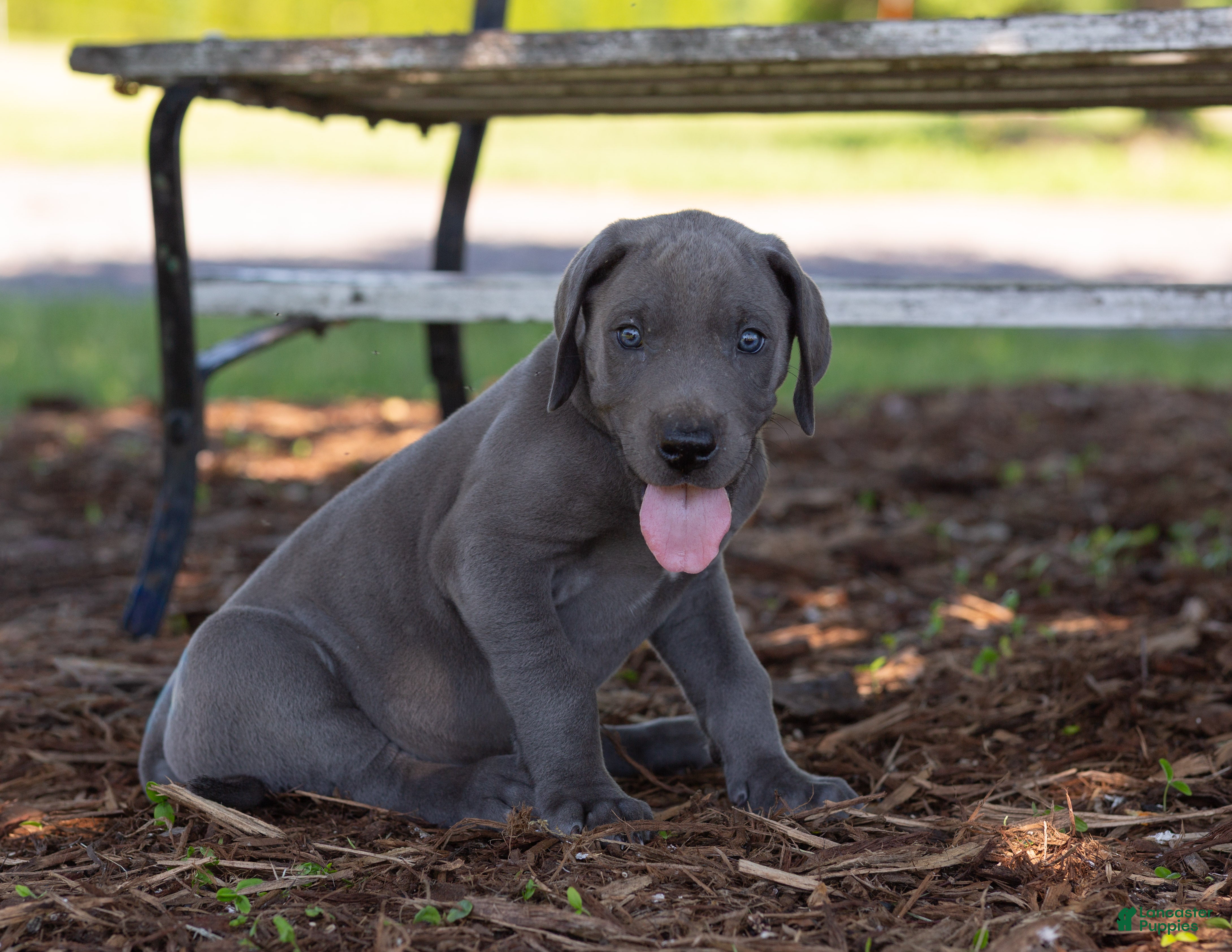 Great Dane dogs Asher - Ad 2