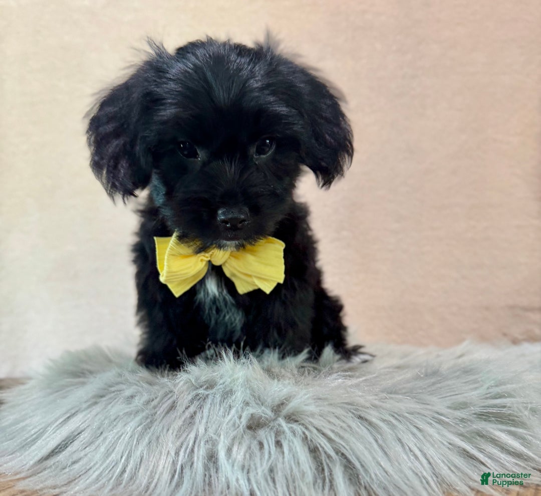 Yorkiepoo dogs for sale: Bennett - Ad 9
