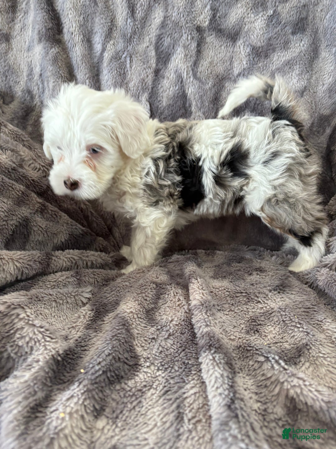 Bernedoodle dogs for sale: Chipper - Ad 2