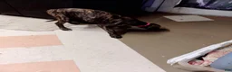 Great Dane dogs for sale: Great Dane 9 - Ad 4